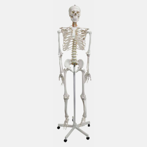Esqueleto Humano de Tamaño Natural