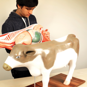 Modelo de Vaca