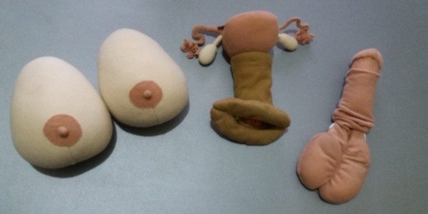 Modelos de Órganos Sexo-Reproductivos